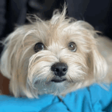 a close up of a dog 's face looking at the camera