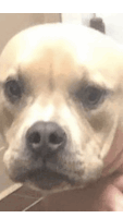 a close up of a person holding a dog 's face .