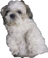 a small white dog is sitting on a white background .