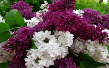 purple and white flowers with green leaves