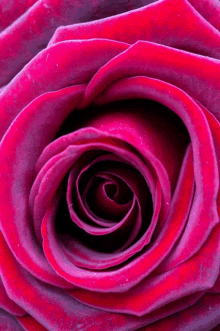 a close up of a purple rose with a swirl in the center