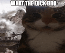 a cat is looking at the camera with the words what the fuck bro above it