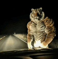 a tiger is standing on the hood of a car in the dark