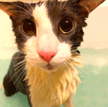 a black and white cat is looking at the camera