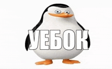 a penguin is standing in front of the word vebok