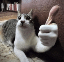 a cat is giving a thumbs up with its paw