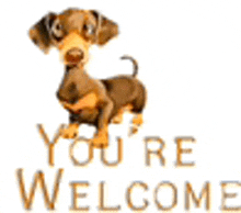 a dachshund is standing next to the words `` you 're welcome '' and says `` you 're welcome '' .