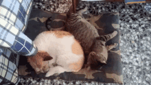 two cats and a dog are sleeping on a camouflage blanket