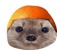 a close up of a squirrel 's face with an orange hat on