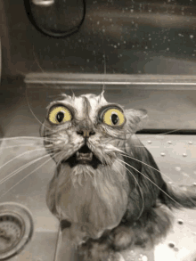 a cat with a surprised look on its face is in a sink