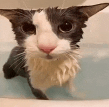 a cat is taking a bath in a bathtub and looking at the camera .