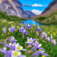 a picture of purple and white flowers in a field with mountains in the background