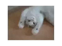 a white kitten is laying on its back on a carpet .