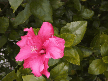 a close up of a pink flower with green leaves