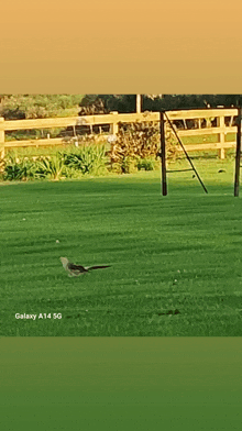 a galaxy a14 5g is being used to take a picture of a bird