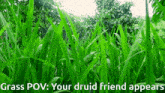 a bunch of green grass with the words grass pov your druid friend appears on the bottom