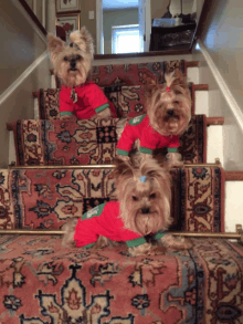 three small dogs are sitting on a set of stairs wearing red sweaters