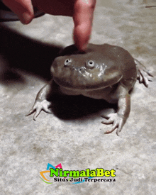 a person petting a frog with nirmalabet situs judi terpercaya in the corner