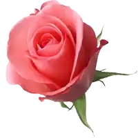 a close up of a pink rose with a white background