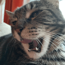 a close up of a cat 's mouth with its tongue hanging out