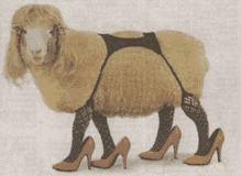 a sheep wearing high heels and stockings on a white background .