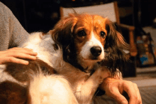 a person petting a brown and white dog with a chair in the background