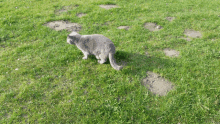 a gray cat is walking through the grass