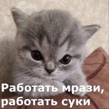 a gray kitten is laying on a brown blanket with the words " работать мрази работать суки " below it