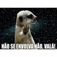 a meerkat says " não se envolva não vala " in a meme