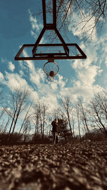 a basketball hoop in the middle of a forest