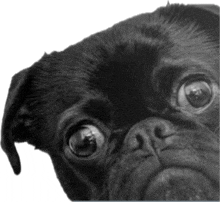 a close up of a black pug dog 's face with a white background