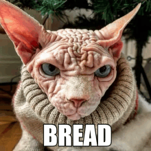 a hairless cat is wearing a sweater and the word bread is above it