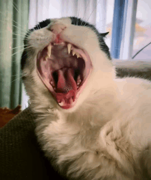 a black and white cat is yawning with its mouth open