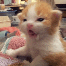 a close up of a kitten with its mouth open on a blanket .