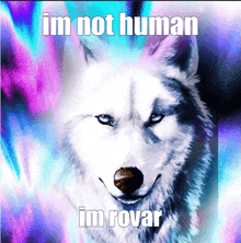 a picture of a husky with the words im not human im rovar on it