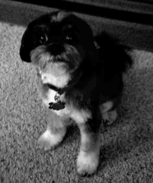 a black and white photo of a small dog with a tag that says ' z ' on it