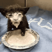 a kitten is sitting next to a bowl of food on a blue blanket