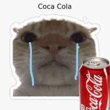 a cat is crying next to a coca cola can