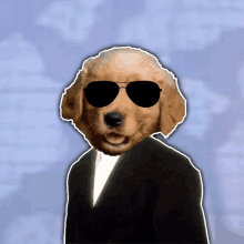 a brown dog wearing sunglasses and a black jacket