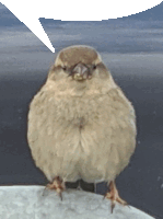 a bird with a speech bubble behind it