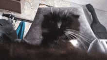 a black cat laying on a couch with a guitar in the background