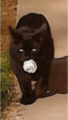 a black cat with a ball in its mouth is walking down a sidewalk .