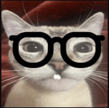 a cat wearing glasses with a red background