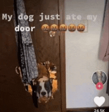 a dog is hanging out of a door .