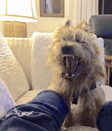 a dog sitting on a couch with its mouth wide open