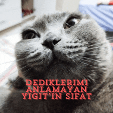 a close up of a cat 's face with the words dediklerimi anlamayan yigit 'in sifat in red