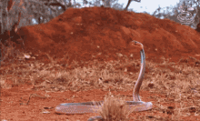 a snake is crawling on the ground in front of a pile of dirt and a sign that says film club