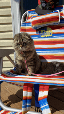 a cat is sitting on a sunny bahama chair