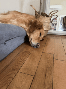 a dog laying on a pillow on a wooden floor