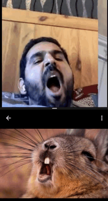 a picture of a man yawning next to a picture of a squirrel